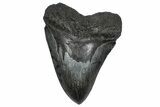 Serrated, Fossil Megalodon Tooth - South Carolina #360782-1